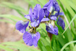 Bumble bee on flowering blue iris in in the nature