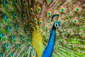 Wall Mural - An Indian male peacock dancing 