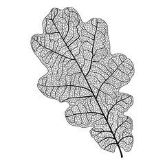 Leaf veins of black on white. Leaf veins.  Vector illustration. EPS 10.