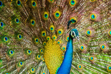 Wall Mural - An Indian male peacock dancing 