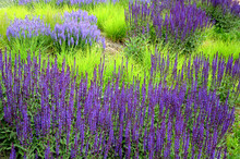 Salvia Nemorosa Stippa Capilata Lush Flower Bed With Sage Blue And Purple Flower Color Combined With  Yellow Ornamental Grasses Lush Green Color Perennial Flower Bed