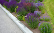Salvia nemorosa Stippa capilata lush flower bed with sage blue and purple flower color combined with  yellow ornamental grasses lush green color perennial flower bed