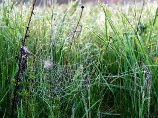 Wall Mural - plants wrapped in a spider web, beautiful morning dew