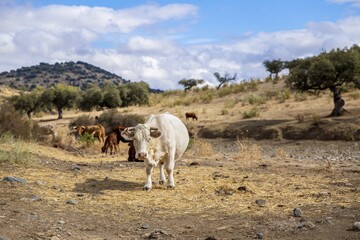 Canvas Print - Big cows in the dry rural area during daytime