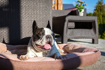 Wall Mural - French bulldog lying on the terrace