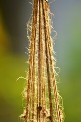 Wall Mural - close up of a cactus