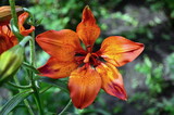 Fototapeta Kuchnia - Beautiful orange lily in my garden