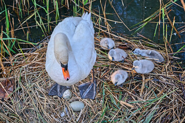 Wall Mural - Höckerschwan - Paar ( Cygnus olor ) mit Küken.