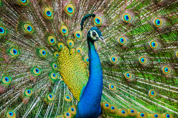 Wall Mural - An Indian male peacock dancing 