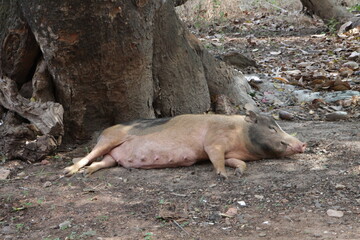 wild pig