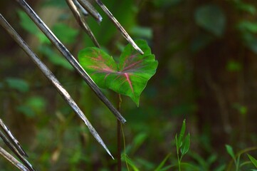 Wall Mural - water drops on the leaves