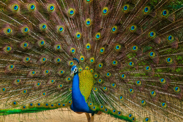 Wall Mural - An Indian male peacock dancing 