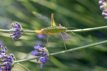 Green grasshopper on purple flowers in lavender field.