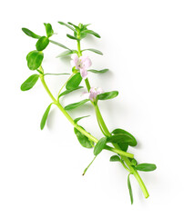 Wall Mural - fresh brahmi twigs with flowers isolated on white background, top view