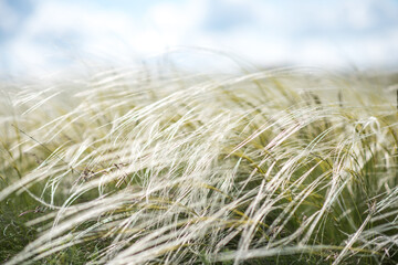 Kovel in the fields. Fields of Kovel. Summer nature
