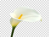 Calla lily, beautiful white calla lilies blooming in the garden, Arum lily, Gold calla on isolated background including clipping path.