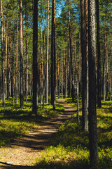 Wall Mural - Pine forest in Karelia in summer