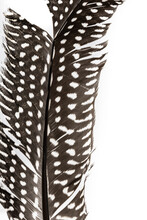 Close Up Of A Guinea Fowl Feather With It's Distinctive Black And White Pattern, Isolated On A White Background