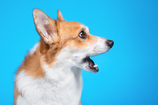 profile portrait of funny welsh corgi pembroke or cardigan with open mouth and surprised or shocked 