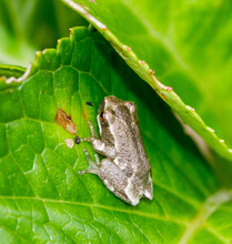 Painted Reed Frog On A Leaf