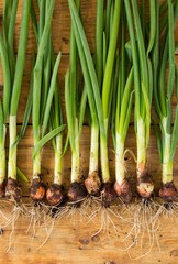 Garden harvest of fresh young spring green onions line composition on wooden rustic table background. Top view.