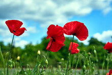 Closeup Of Blooming Red Poppy Flowers In Spring In The Meadow.