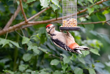 Red Headed Juvenile Great Spotted Woodpecker On A Bird Feeder