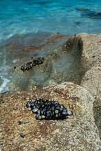 Wild Mussels On The Rocks Of The Coast In Galicia