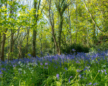 Bluebells In The Woods In Guernsey