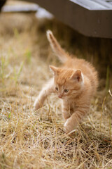 cat in the grass