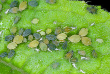 Colony Of Cotton Aphid  (also Called Melon Aphid And Cotton Aphid) - Aphis Gossypii On A Leaf