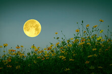 Beautiful Full Moon With Cosmos Flowers