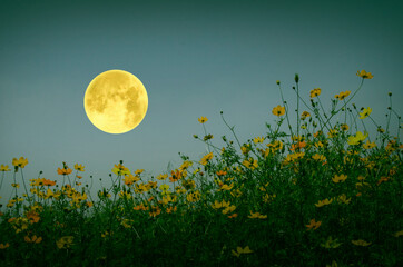 Beautiful full moon with cosmos flowers