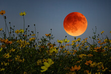 Red Full Moon And Cosmos Flowers In The Night
