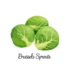 Sticker - Brussels sprouts vector