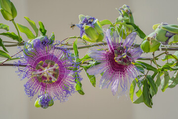 Crato Passion Flower (Passiflora cincinnata) - two flowers with color variation