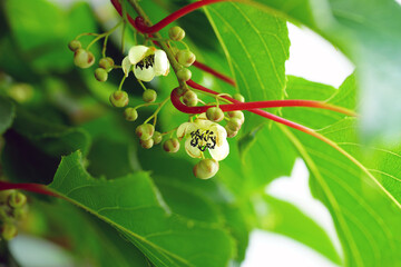 Wall Mural - Flower and leaves of the baby kiwi berry fruit (actinidia arguta) growing on the vine