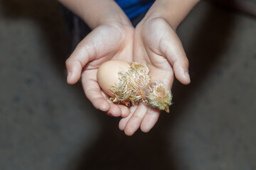 the boy holds in his hands a newly born chicken