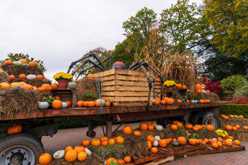 pumpkins on display, in autumn view, uk