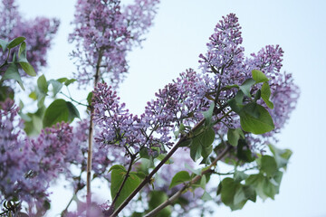 Branch with spring blossoms pink lilac flowers, blooming floral background.