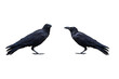 Two crows isolated on the white background. In high resolution with clipping path.