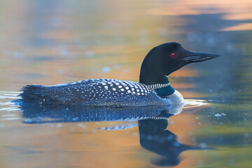 Wall Mural - Common Loon (Gavia immer) swimming on a reflective coloured lake in Ontario, Canada