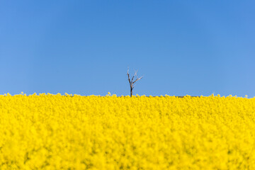 field of rapeseed with beautiful cloud - plant for green energy