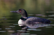 Common Loon (Gavia Immer) Swimming On A Reflective Coloured Lake In Ontario, Canada