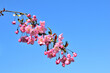 Cherry blossom - Prunus,Cerasus. It is called 