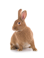 Wall Mural - Orange bunny is isolated on a white background.