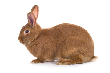 Wall Mural - Orange bunny is isolated on a white background.