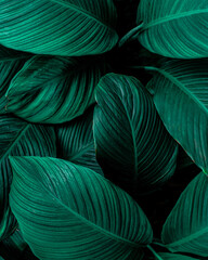 closeup tropical green leaves nature in the garden and dark tone background concept