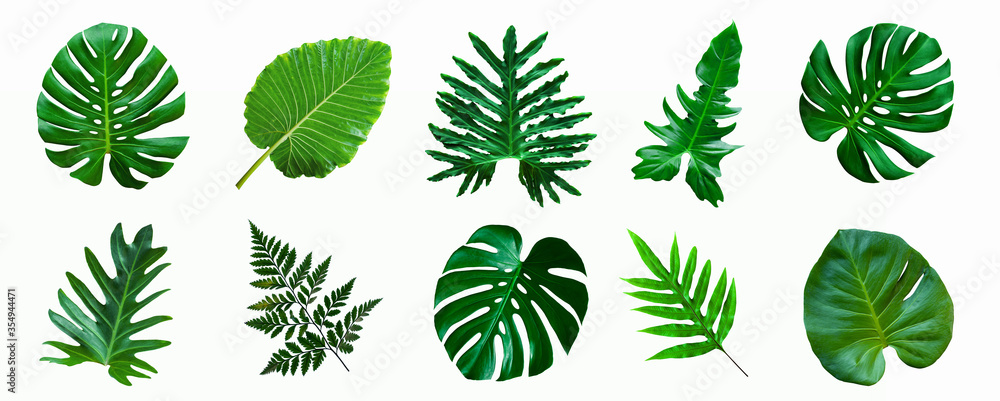set of green monstera palm and tropical plant leaf isolated on white background for design elements, Flat lay - obrazy, fototapety, plakaty 