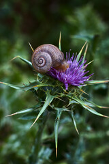 Snail on the purple flower of a thistle